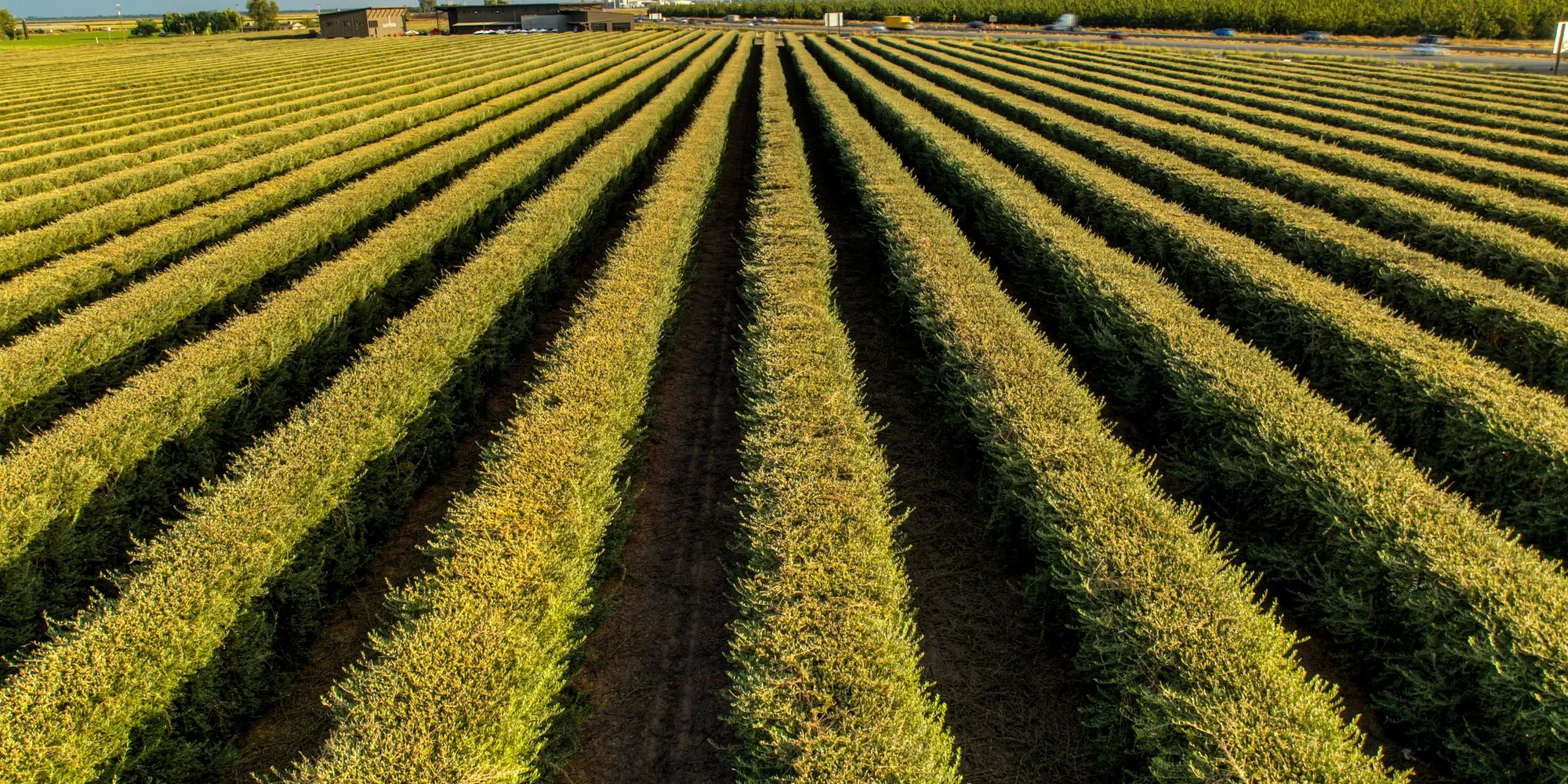 Vineyard rows at sunset in Lodi, in San Joaquin County