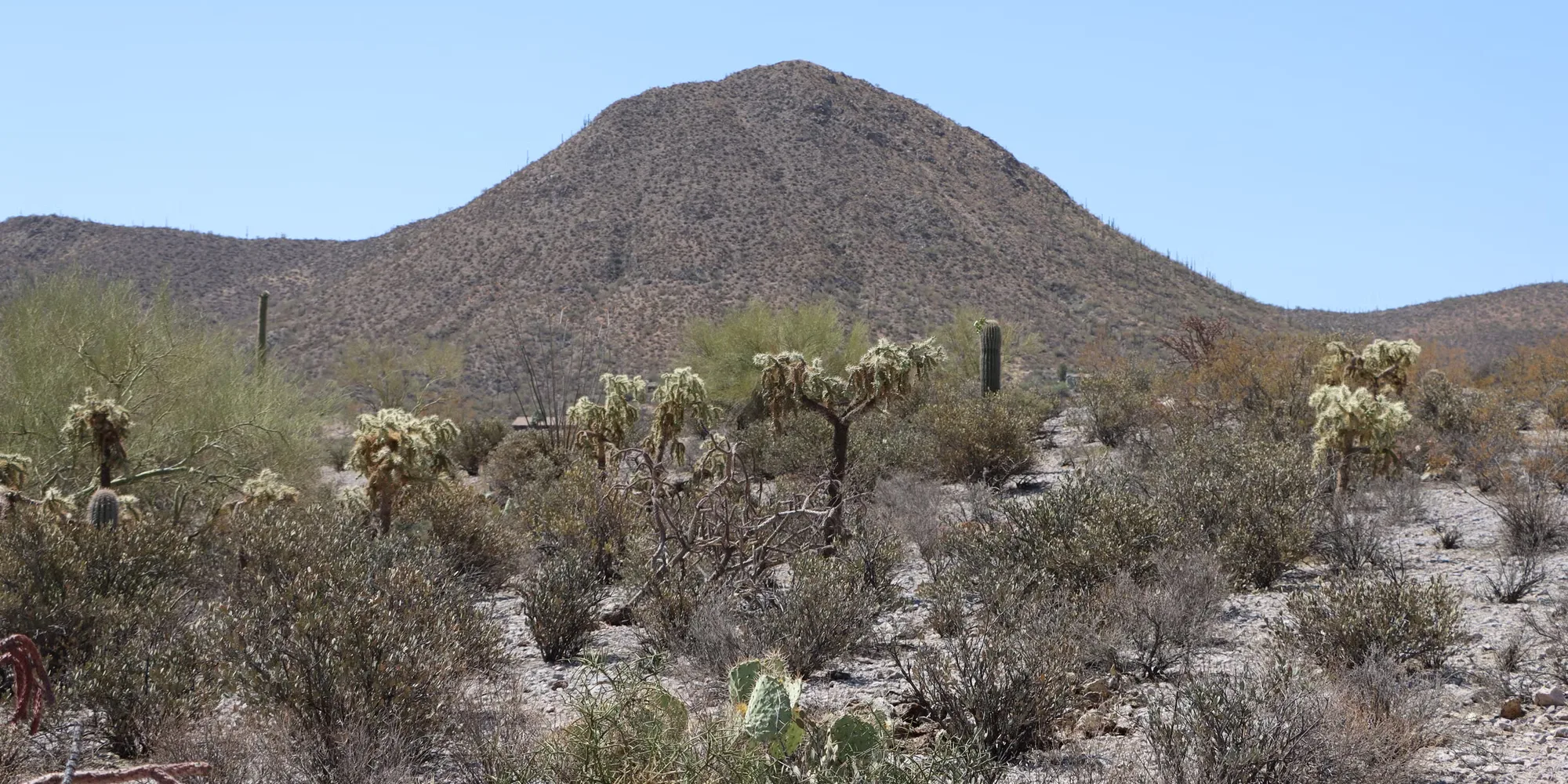 The Sonoran desert and a mountain ridge outside Tucson